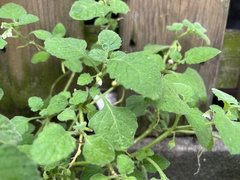 Solanum sarrachoides