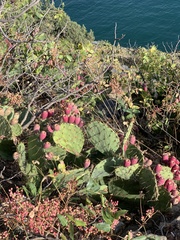 Opuntia