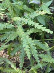 Comptonia peregrina