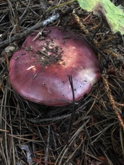 Russula xerampelina