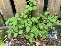Solanum sarrachoides