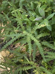 Comptonia peregrina