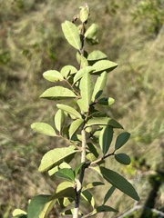 Ilex decidua