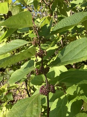 Callicarpa americana