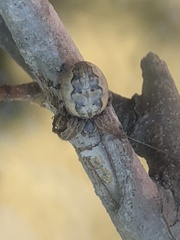 Larinioides cornutus