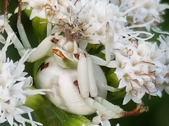 Misumenoides formosipes