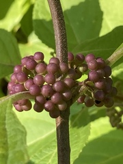 Callicarpa americana