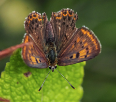 Lycaena tityrus