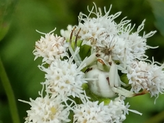 Misumenoides formosipes