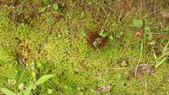 Aulacomnium palustre