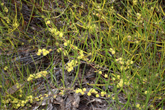 Acacia granitica