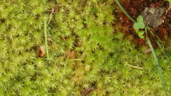 Aulacomnium palustre