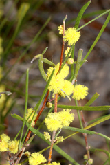 Acacia granitica