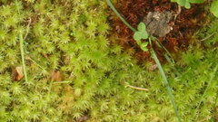 Aulacomnium palustre