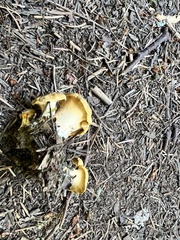 Cantharellus formosus