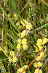 Acacia granitica
