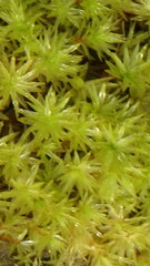 Aulacomnium palustre