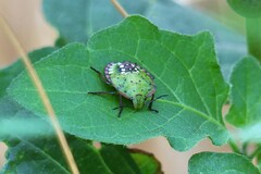 Nezara viridula
