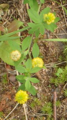Trifolium aureum