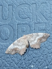Hypagyrtis