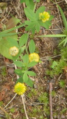 Trifolium aureum