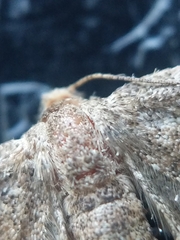 Hypagyrtis