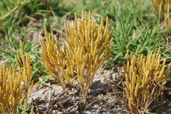 Microcnemum coralloides