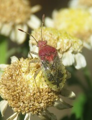 Arhyssus