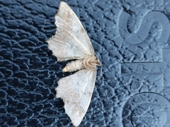 Hypagyrtis