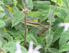 Tenodera sinensis