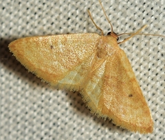 Idaea alicantaria