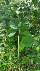 Celastrus orbiculatus