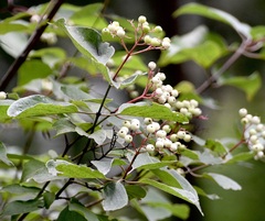 Cornus drummondii