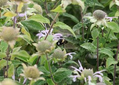 Bombus auricomus