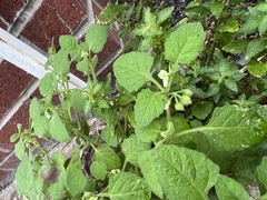 Solanum sarrachoides