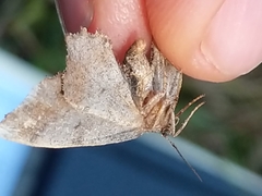 Hypagyrtis