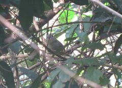 Thamnophilus caerulescens