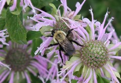 Bombus citrinus