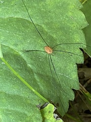Leiobunum politum