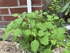 Solanum sarrachoides