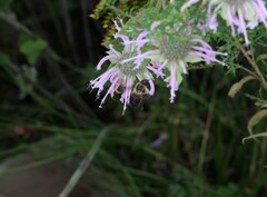 Bombus griseocollis