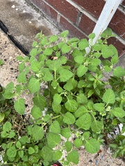 Solanum sarrachoides