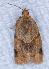 Clepsis peritana