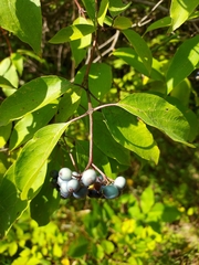 Cornus amomum