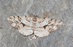 Peribatodes secundaria