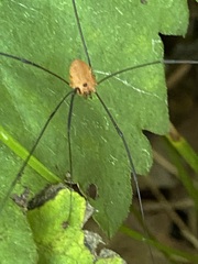 Leiobunum politum