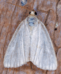 Protodeltote albidula