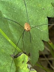 Leiobunum politum