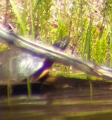 Vertebrata