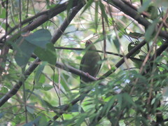 Chiroxiphia caudata